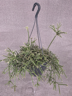 Rhipsalis Pilocarpa závěs XXL