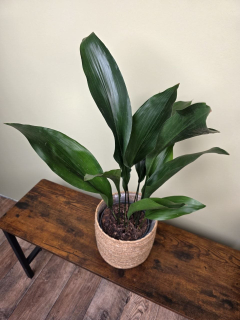 Aspidistra Elatior větší