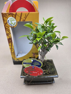 Ficus Ginseng ( Bonsai) v dárkovém balení