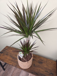 Dracaena Fragrans vínová