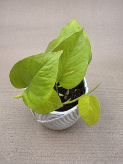Epipremnum Pinnatum Golden Pothos 12 cm