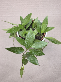 Hoya Carnosa Gracilis
