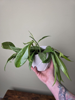 Hoya Silverspots 12 cm