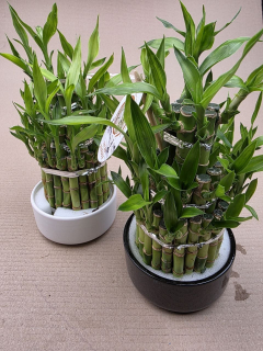 Bambus LUCKY BAMBOO piramida v keramickém obalu