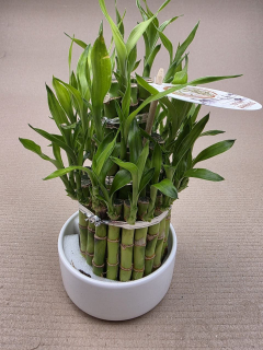 Bambus LUCKY BAMBOO piramida v bílém keramickém obalu