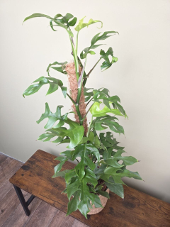Rhapidophora Tetrasperma na kmínku XXL
