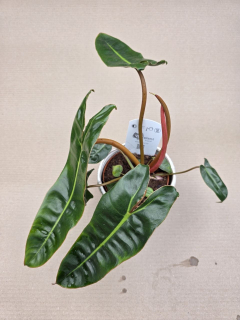 Philodendron Billietiae