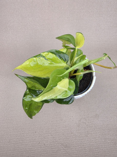 Philodendron Scandens Brasil 