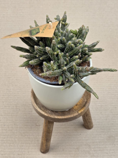Rhipsalis Horrida 