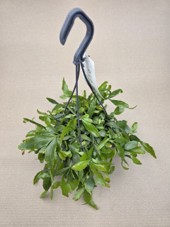 Rhipsalis Crispata závěs