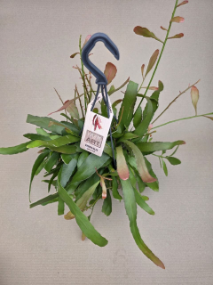 Rhipsalis Red Coral závěs 
