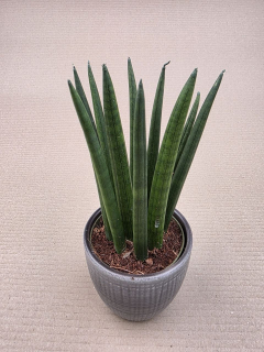 Sansevieria Cylindrica silné výhony