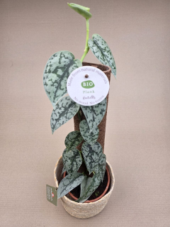 Scindapsus Silver Lady na opoře