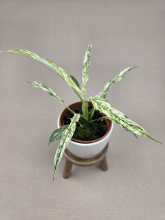 Spathiphyllum Sensation Variegata Raritka