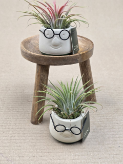 Tillandsia v obalu pana brejlouna