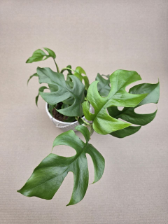 Rhapidophora Tetrasperma, rychle rostoucí šplhavka