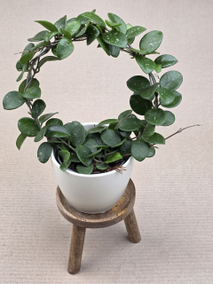 Hoya Mathilde na kruhu