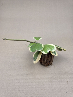 Hoya kerrii ‘Albomarginata’, panašovaná v kokosovém vlákně