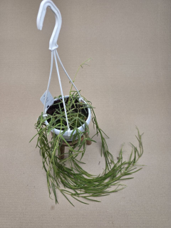 Hoya Linearis závěs