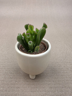 Crassula hobit mini