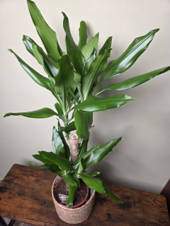 Dracaena Fragans zelená 17 cm