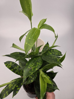 Dracaena Surculosa