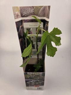 Fíkovník, Ficus carica