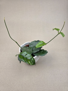 Hoya Villosa