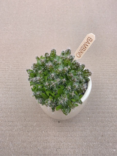 Hylocereus undatus mini