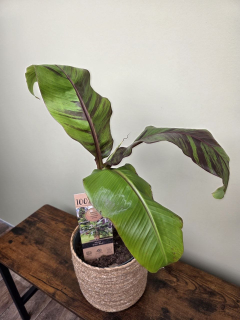 Musa Red