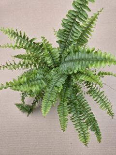 Nephrolepsis Green Lady 12 cm