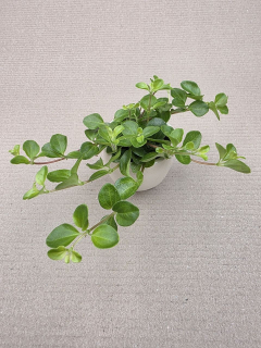 Peperomia Rotundifolia mini
