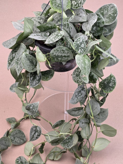 Scindapsus Pictus Silvery Ann závěs extra dlouhý