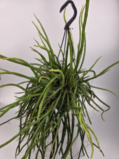 Rhipsalis Selenisereus závěs XXL