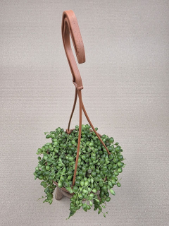 Senecio Rowleyanus závěs 