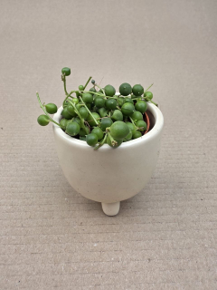 Senecio Rowleyanus mini