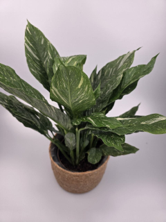 Spathiphyllum Diamond XL