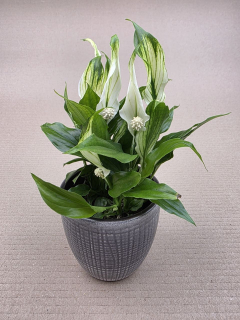 Spathiphyllum Chopin mini