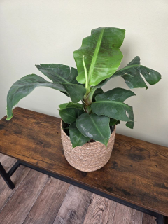Musa Dwarf Cavendish XXL