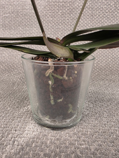 Skleněný obal na pr. 12 cm 