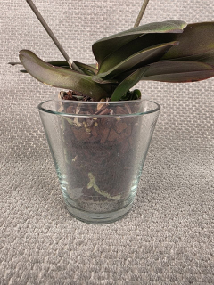 Skleněný obal na pr. 12 cm (Sandra Rich)
