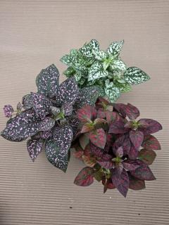 Hypoestes mix XXL velikost
