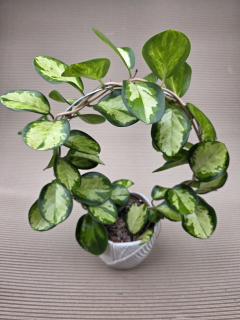 Hoya Australis tricolor na kruhu
