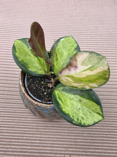 Hoya Australis Trikolor mini