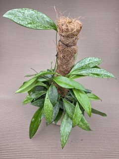 Hoya Silverspots na kůlu