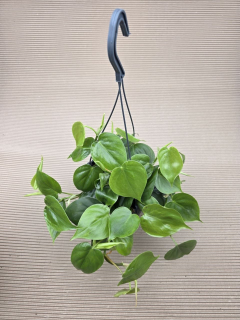 Philodendron Scandens závěs