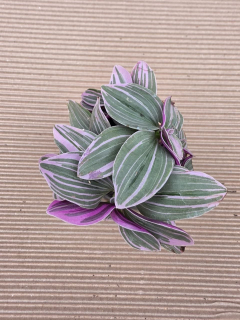 Tradescantia sweetness mini