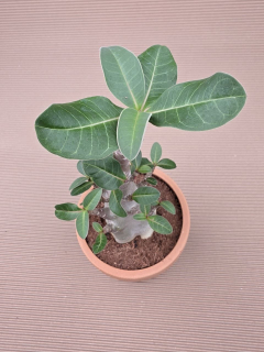 Adenium Ansu v terakotě XXL