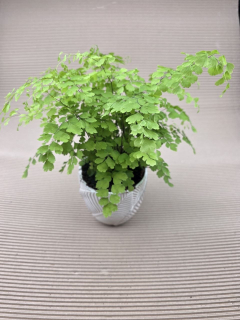 Adiantum Radainum