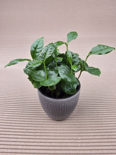 Coffea Arabica